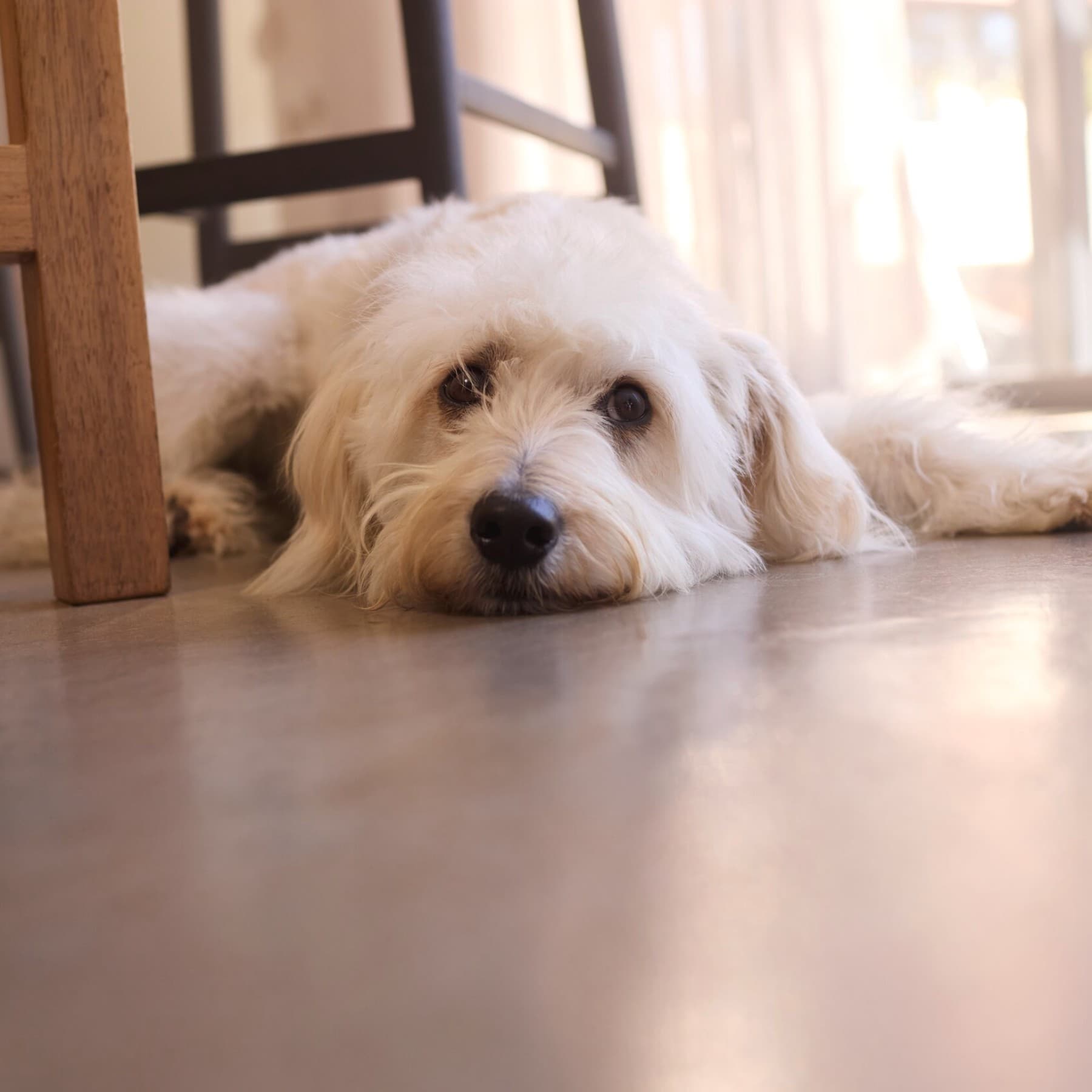 um cão deitado no chão