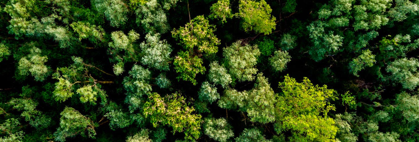 Uma vista aérea de uma floresta