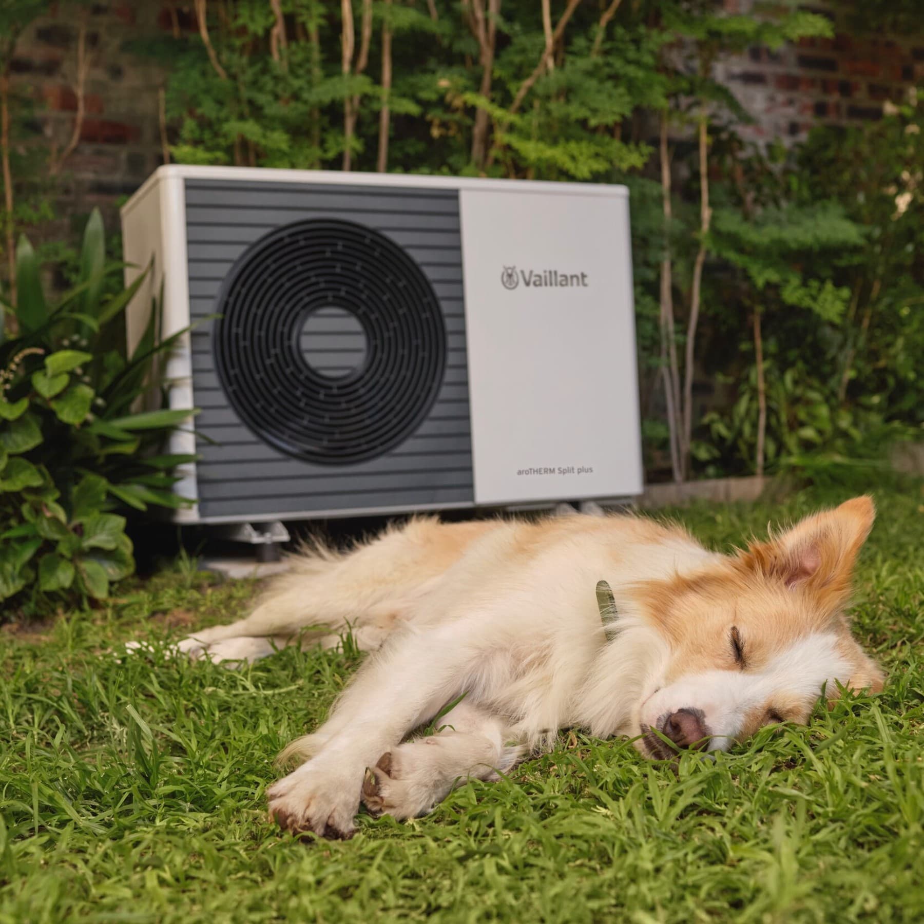 Cão a dormir em frente a uma bomba de calor no jardim