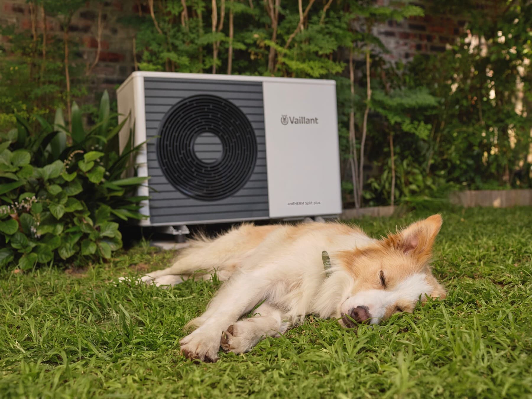 Cão a dormir perto da bomba de calor